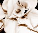 calla_lillies.JPG