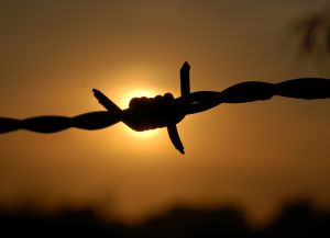 barbed_wire.jpg