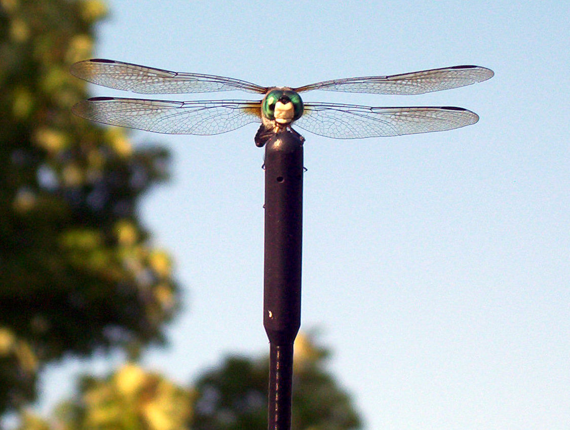dragonfly1 dragonfly1