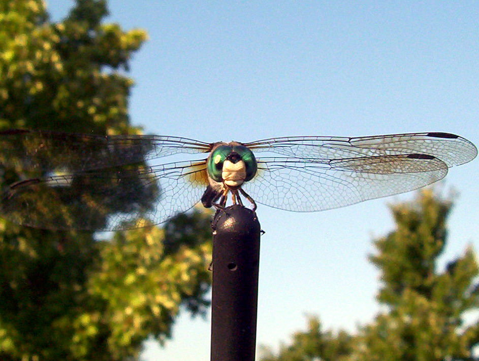 dragonfly2 dragonfly2