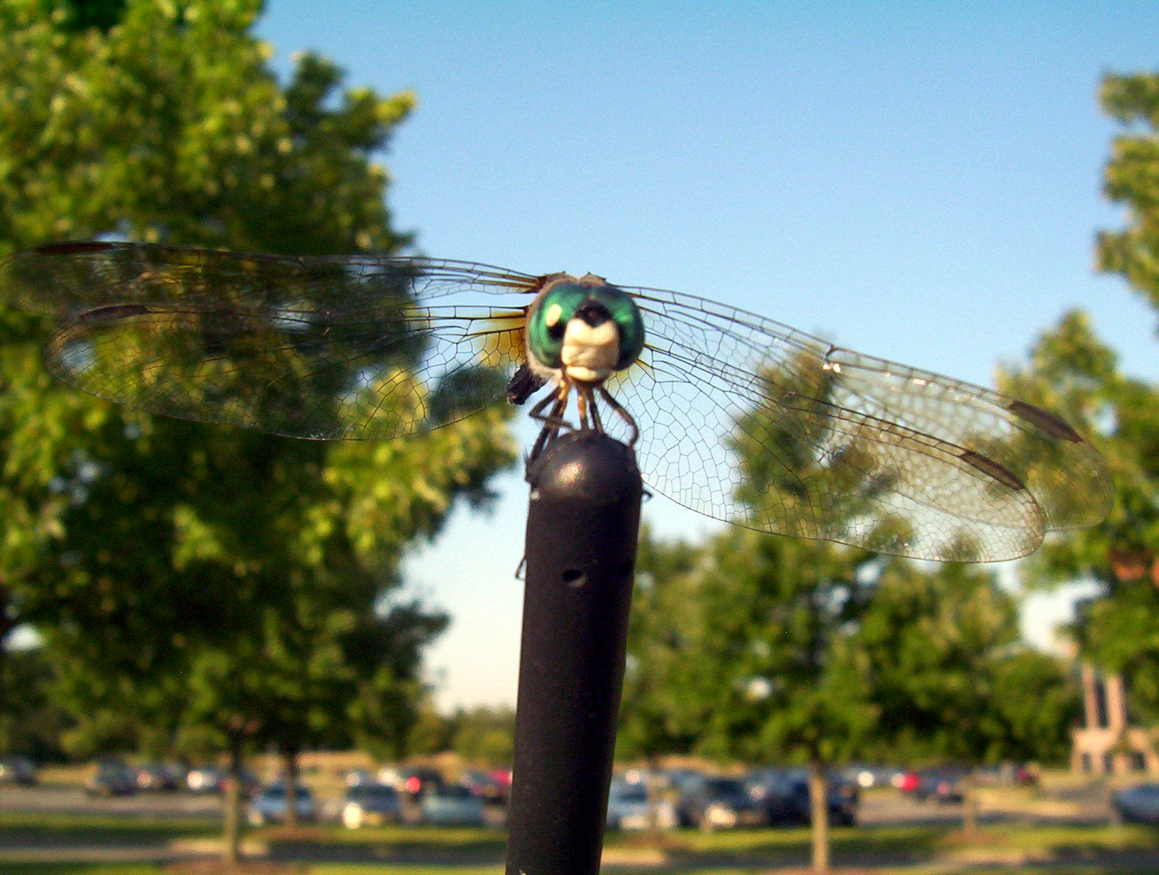 dragonfly3 dragonfly3