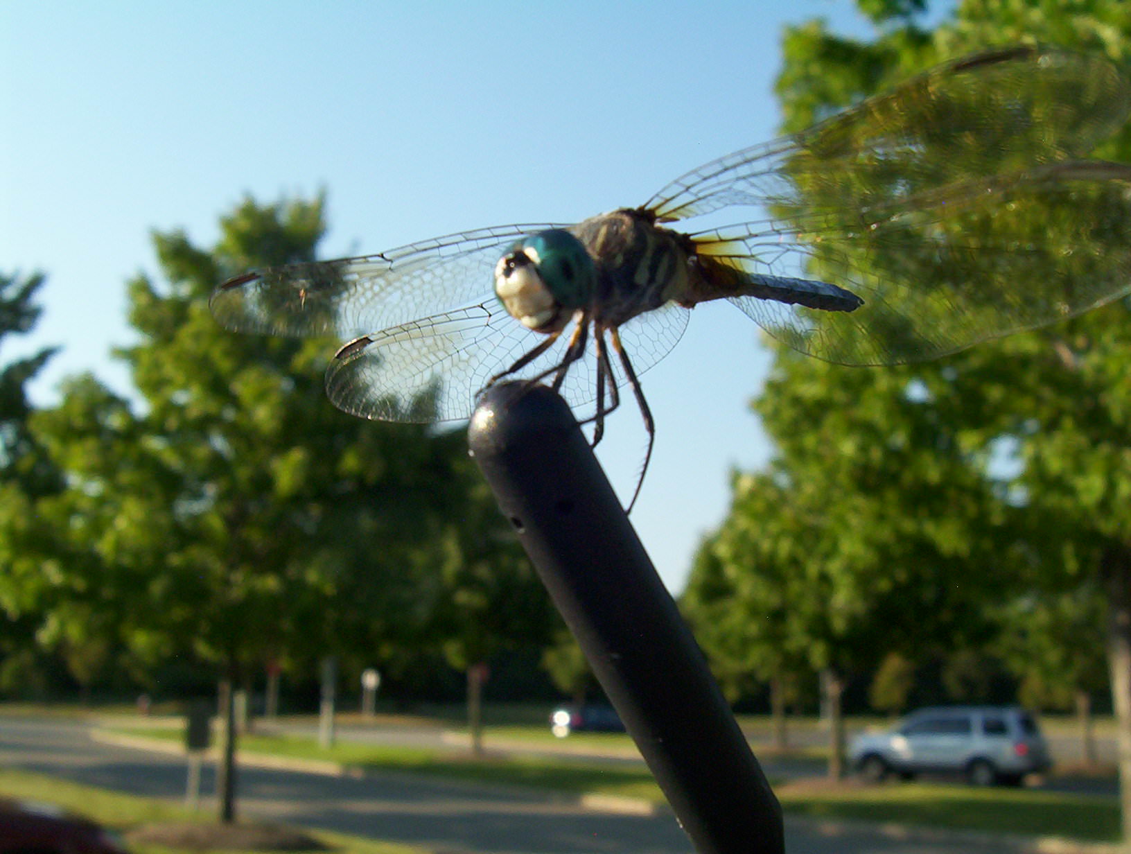 dragonfly4 dragonfly4