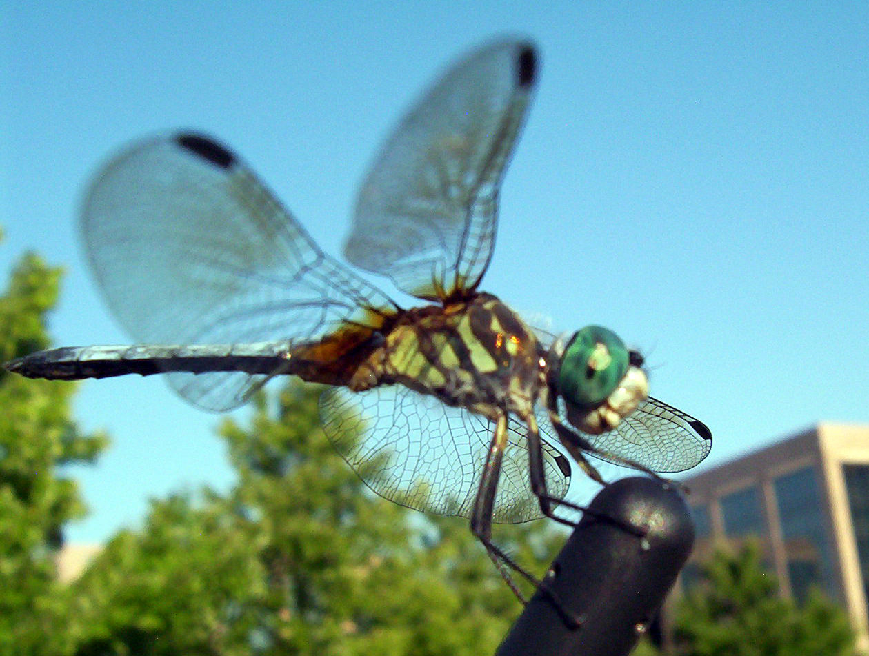 Dragonfly Beautiful