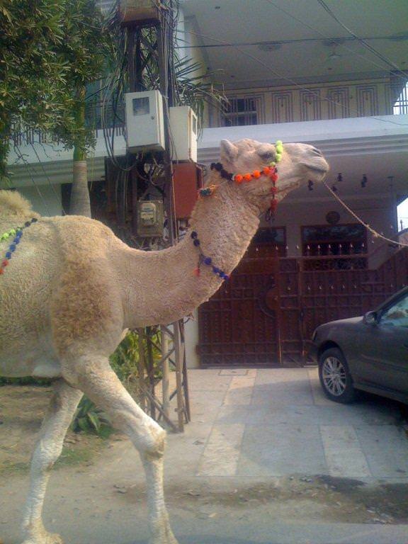 http://muslimmatters.org/wp-content/uploads/2009/11/amad_camel.jpg