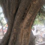 IMG_1799 IMG_1799