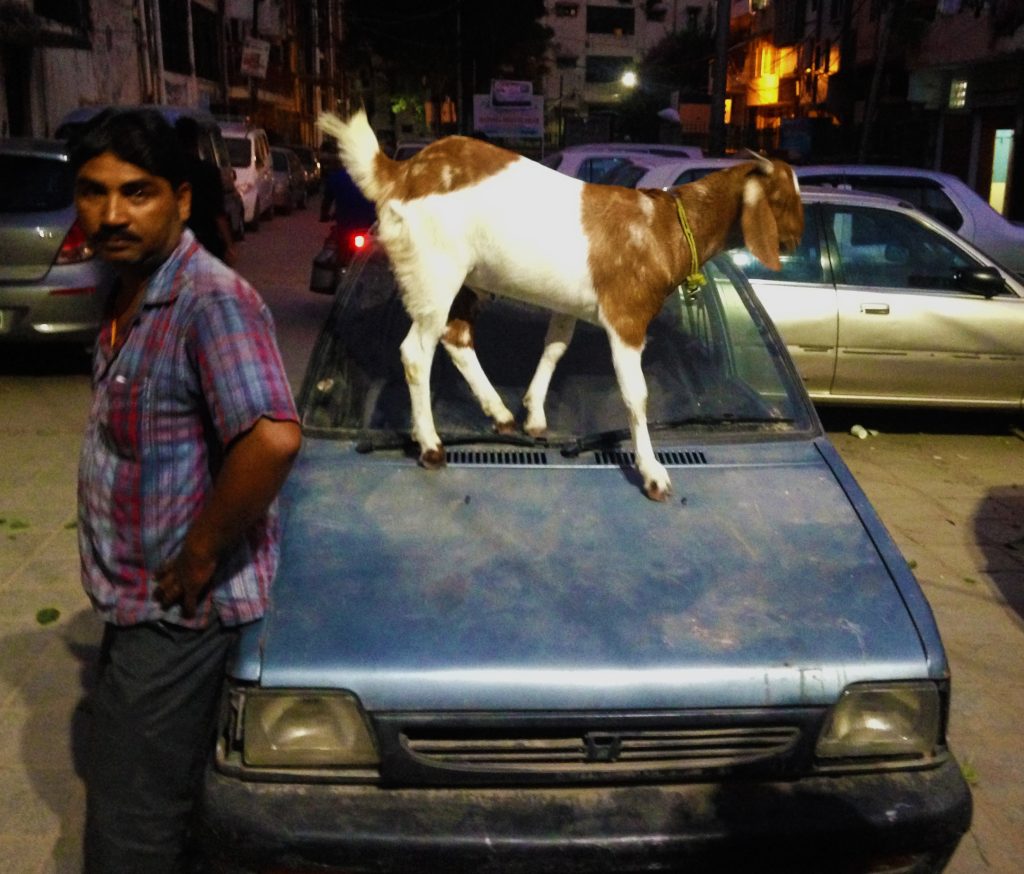 goat on car
