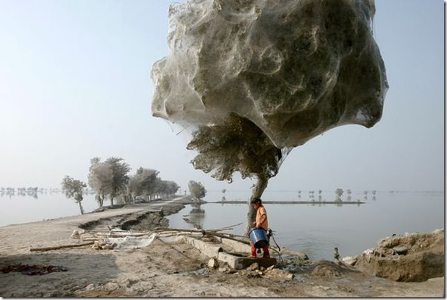 Spider web coccooned trees in Sindh