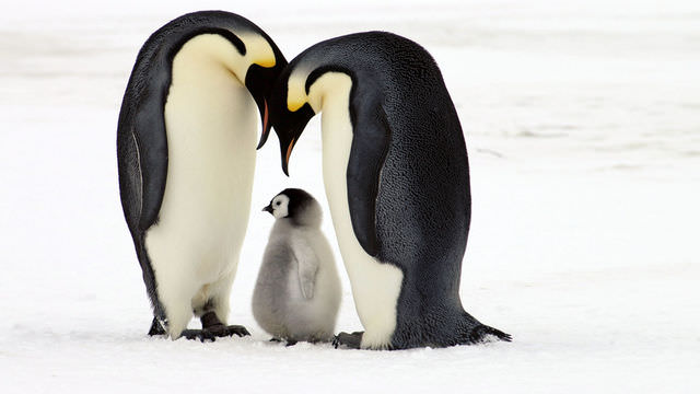 pinguins.jpg