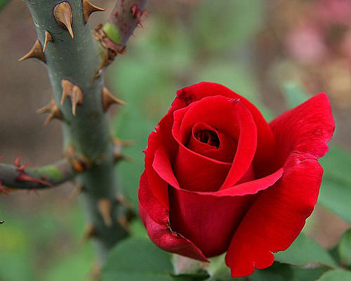 roses thorns