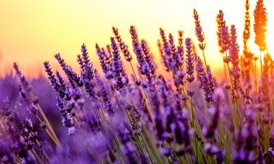 Blooming lavender in a field at sunset in Provence, France