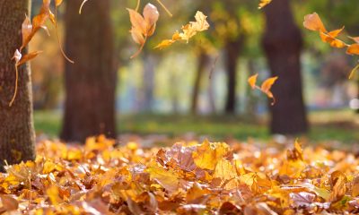 Tawakkul- a leaf falling