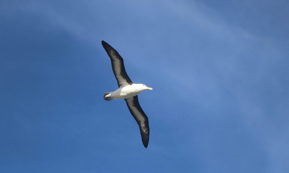 Albatross in the sky