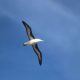 Albatross in the sky