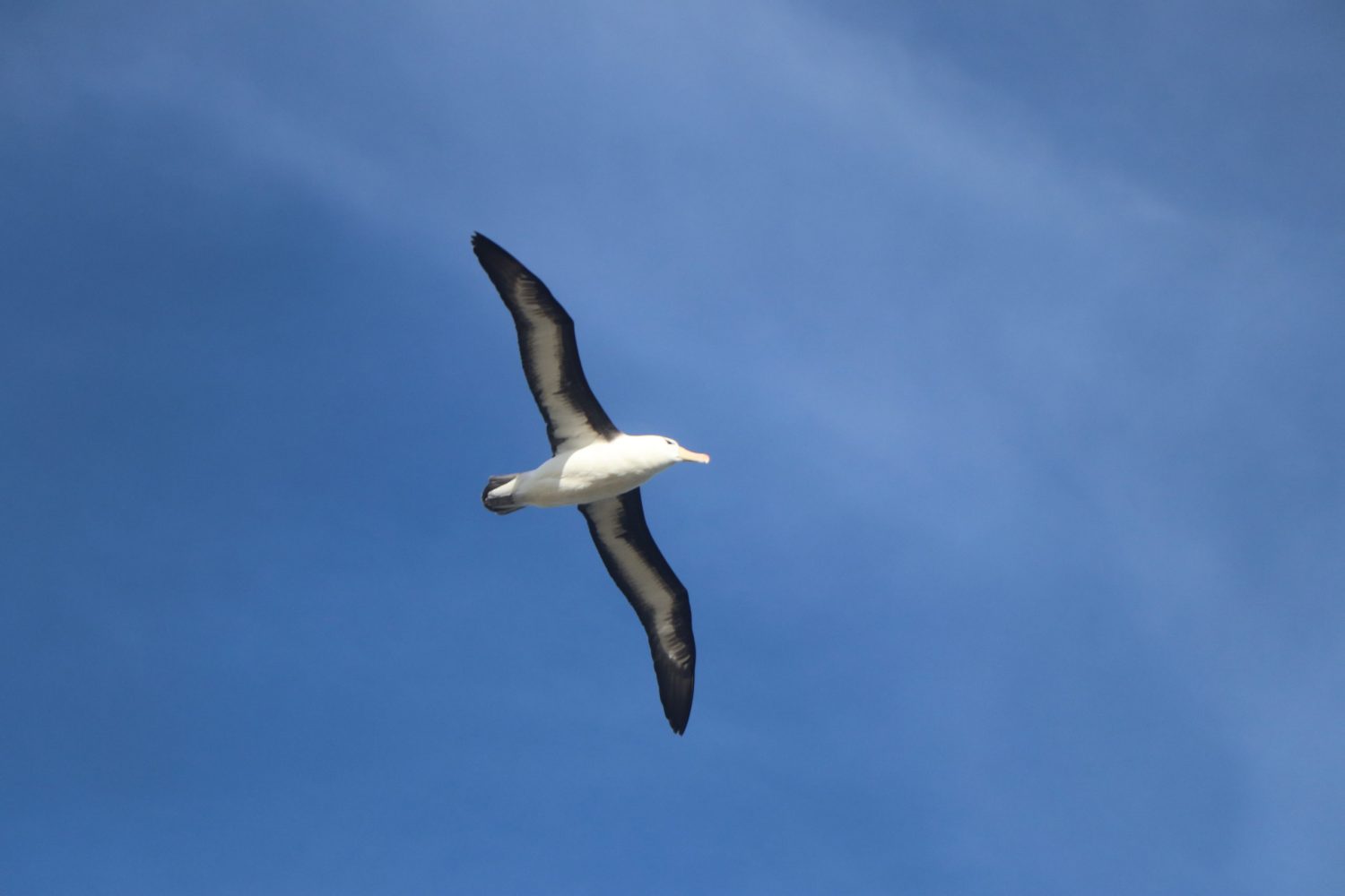 Albatross in the sky