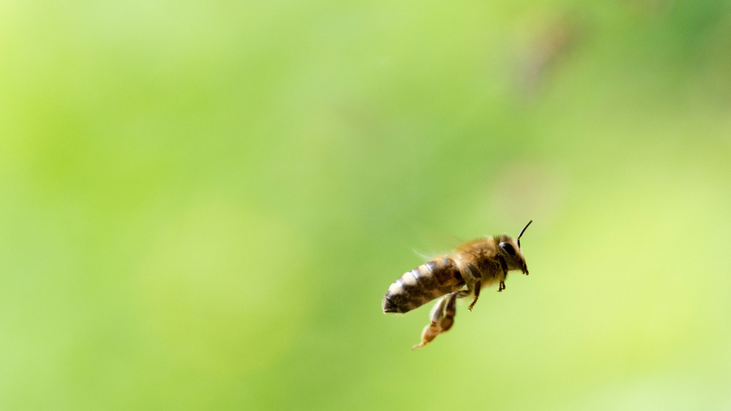 the apiary - honeybee