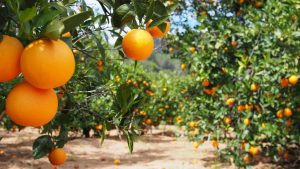 California orange grove