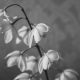bereaved