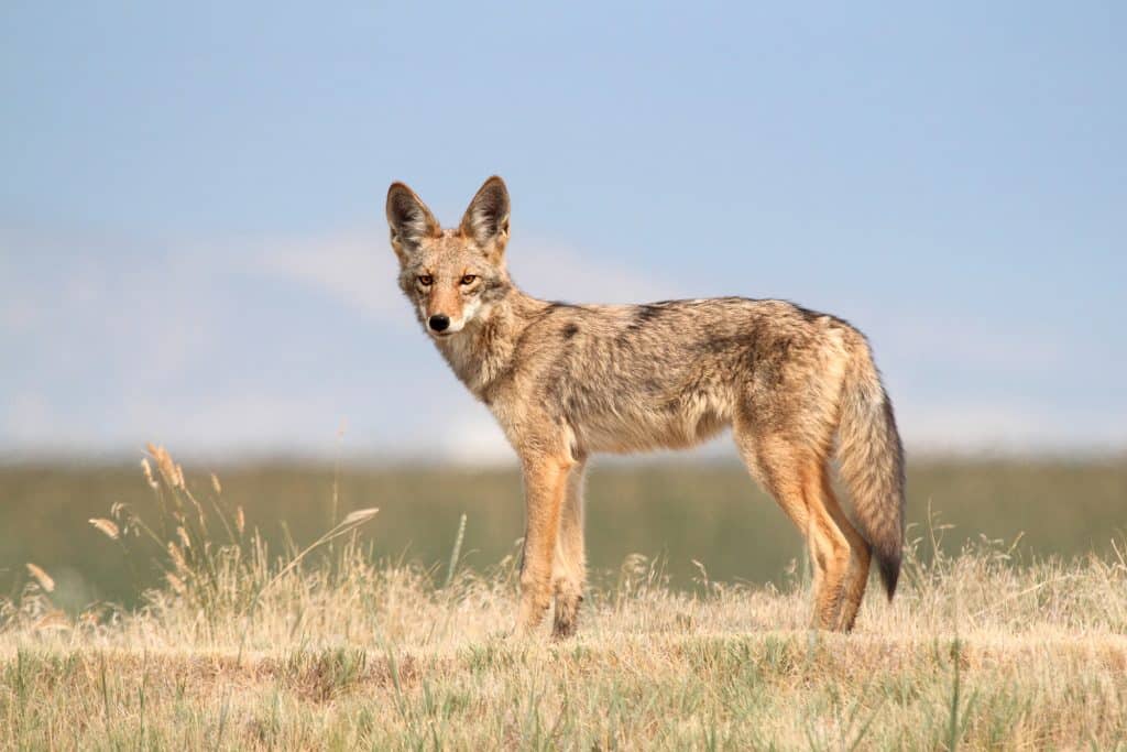 Coyote in the desert