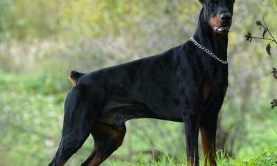 Doberman pinscher