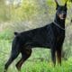 Doberman pinscher