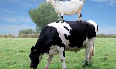Goat standing on a cow's back