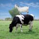 Goat standing on a cow's back