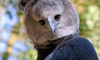 Harpy eagle