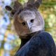 Harpy eagle