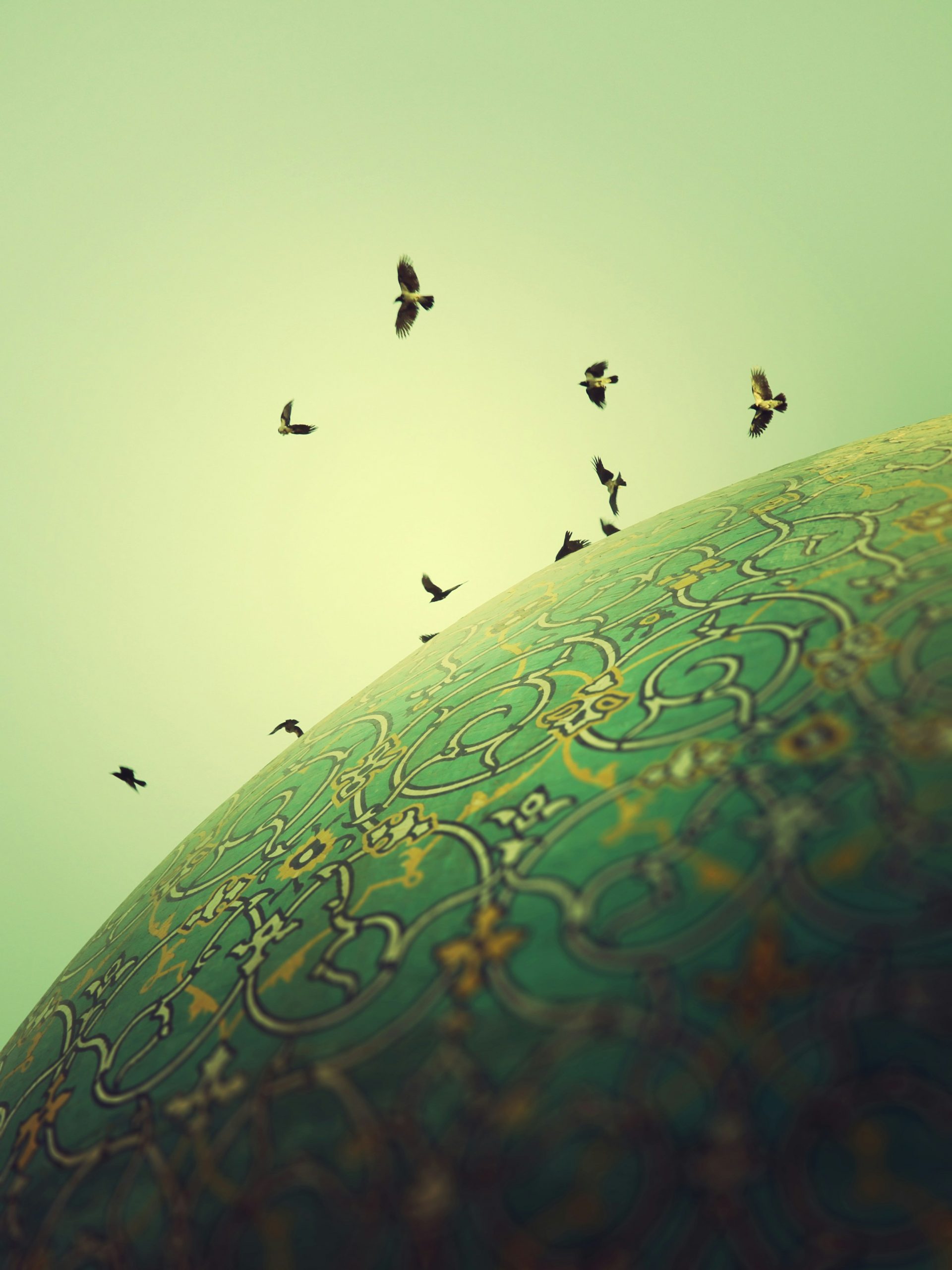 birds - amanah