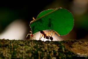 Leaf cutter ants