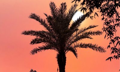 Palm tree, mother of jesus