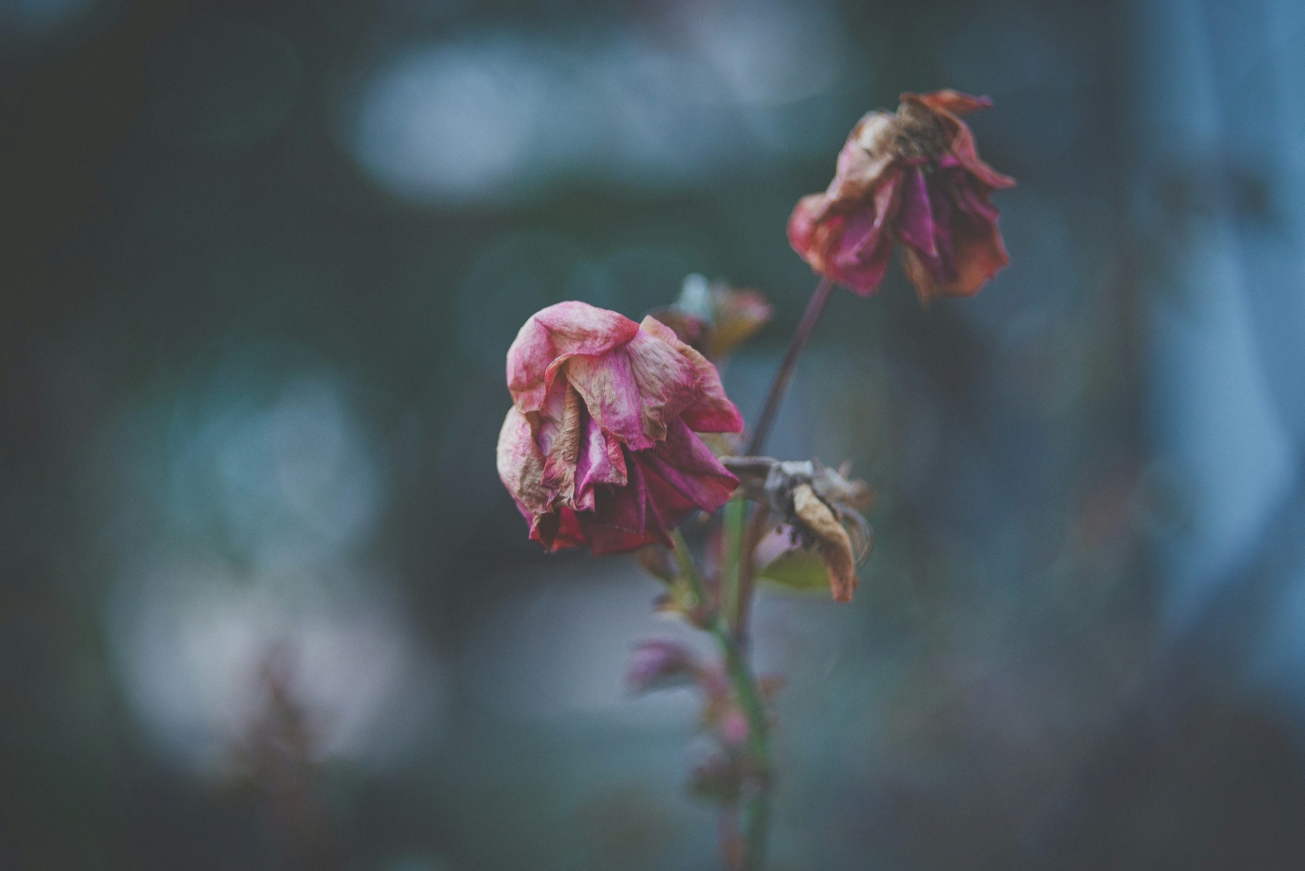 grief flower