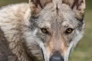 Wolf - moonshot